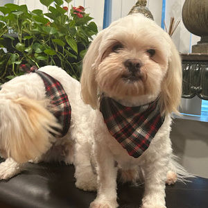 Meet your Posher, Esmeralda